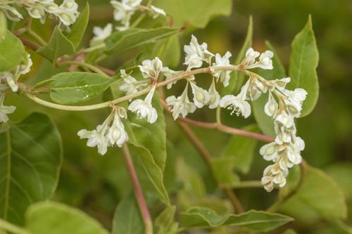 <em>Fallopia aubertii</em>