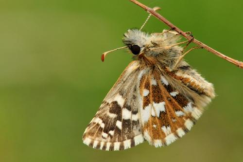 Southern Grizzled Skipper