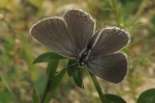 Short-tailed Blue
