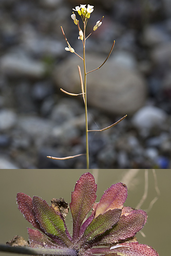 <em>Arabidopsis thaliana</em>