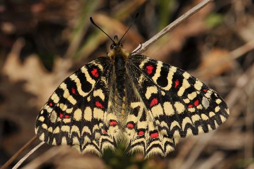 Papilionidae (Swallowtails) & Pieridae (Whites & Yellows)
