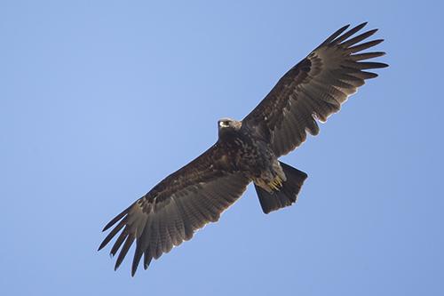 Greater Spotted Eagle