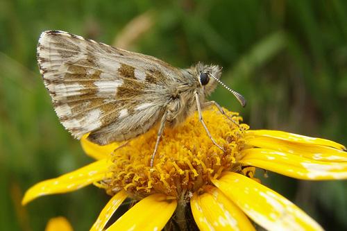 Dusky Grizzled Skipper