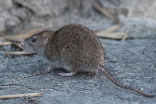 Norway rat