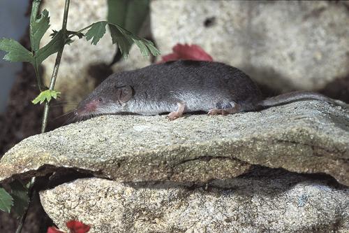 Bicoloured white-toothed shrew