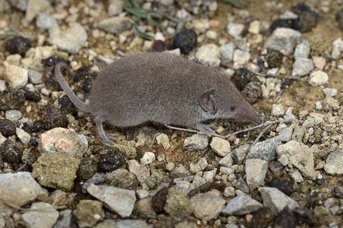 Greater white-toothed shrew