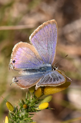 Long-tailed Blue