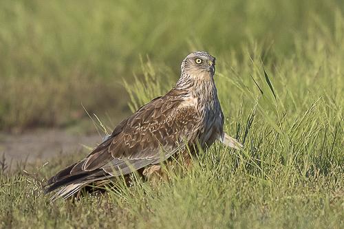 Western Marsh Harrier