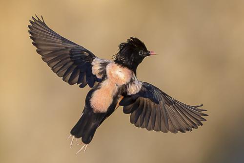 Rosy Starling