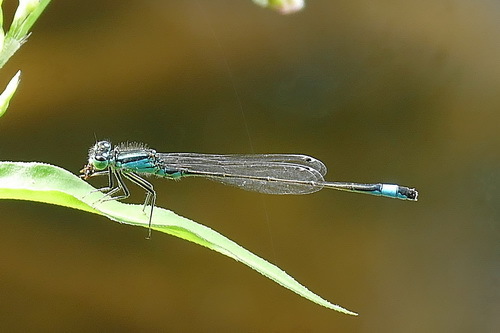 Common Bluetail