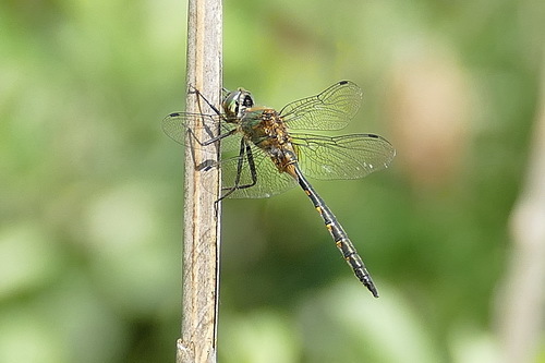 Yellow-spotted Emerald