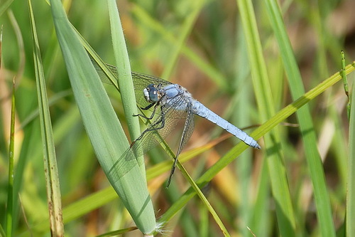 Southern Skimmer