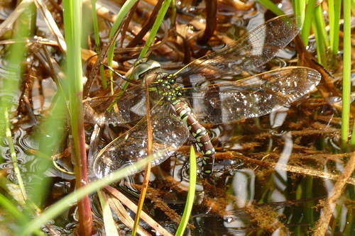 Moorland Hawker