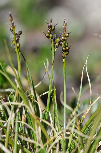 <em>Carex glacialis</em>