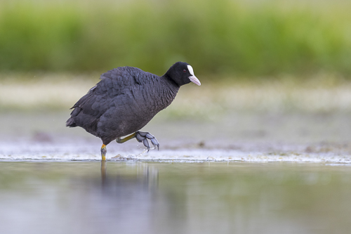 Vögel am Wasser