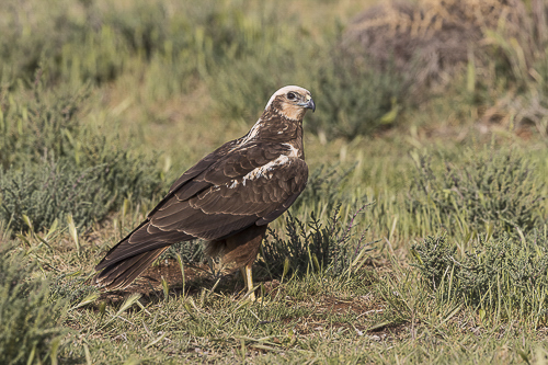 Western Marsh Harrier