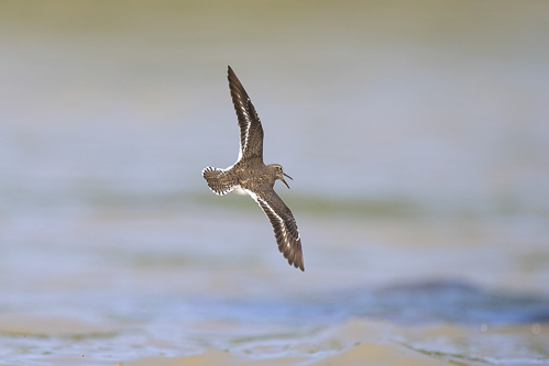 Common Sandpiper