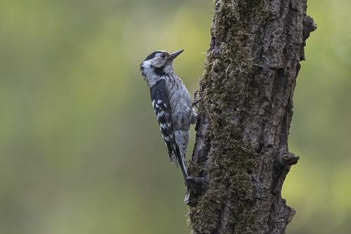 Lesser Spotted Woodpecker