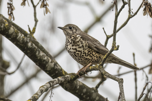 Vögel im Wald