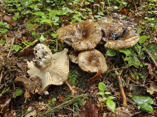 <em>Russula nigricans</em>