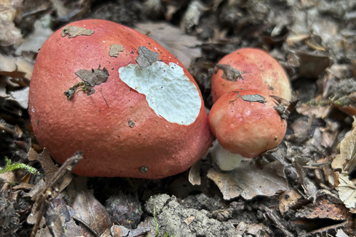 <em>Russula rosea</em>