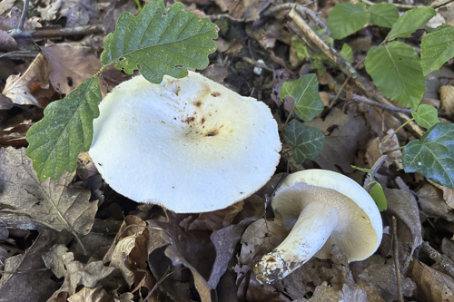 <em>Lactarius piperatus</em>