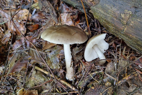 <em>Pluteus cervinus</em>