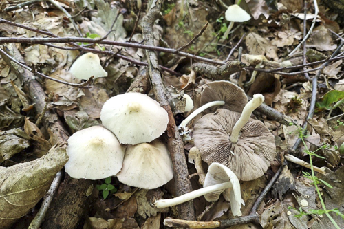 <em>Psathyrella candolleana</em>