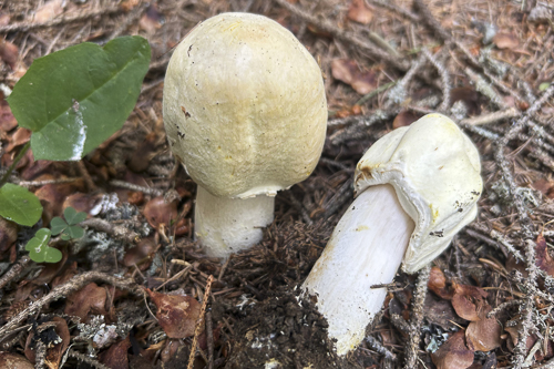 <em>Agaricus arvensis</em>