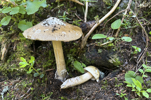 <em>Amanita ceciliae</em>