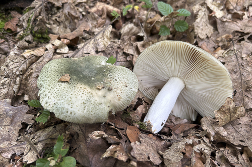 <em>Russula virescens</em>