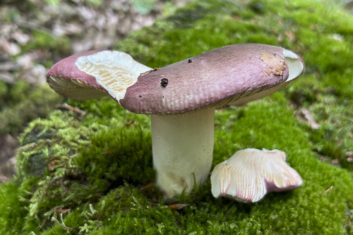 <em>Russula olivacea</em>