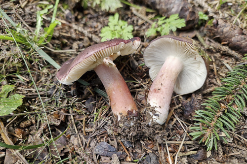 <em>Russula queletii</em>