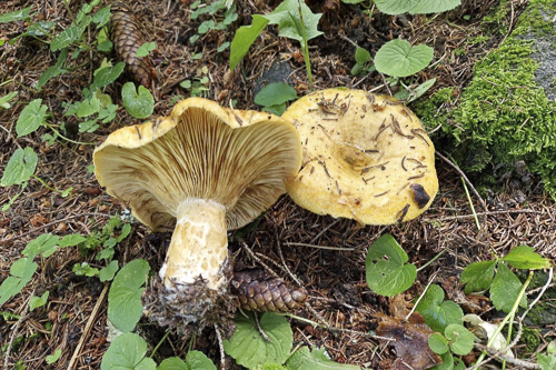 <em>Lactarius scrobiculatus</em>