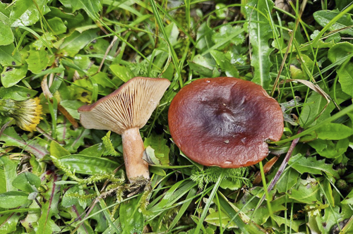 <em>Lactarius rufus</em>