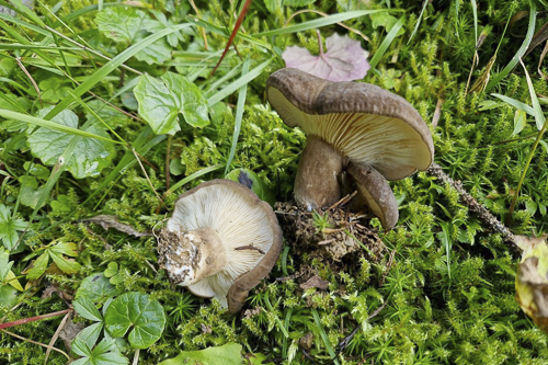 <em>Lactarius picinus</em>