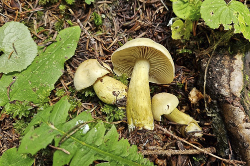 <em>Tricholoma sulphureum</em>