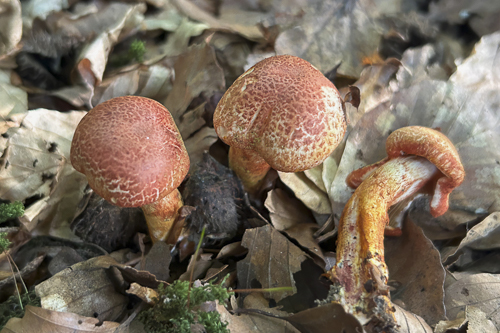 <em>Cortinarius bolaris</em>