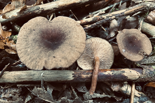 <em>Lactarius camphoratus</em>