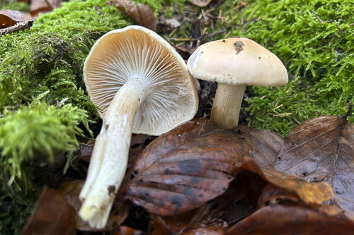 <em>Hygrophorus pudorinus</em>