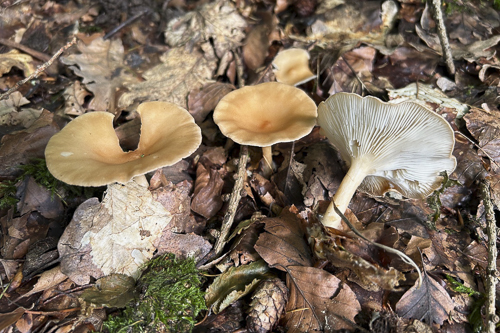 <em>Clitocybe gibba</em>