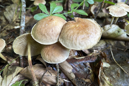 <em>Collybia peronata</em>