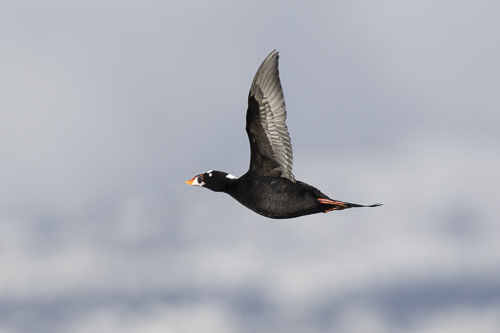 Surf Scoter