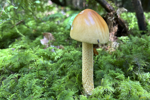 <em>Amanita crocea</em>