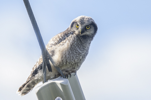 Owls & Nightjars