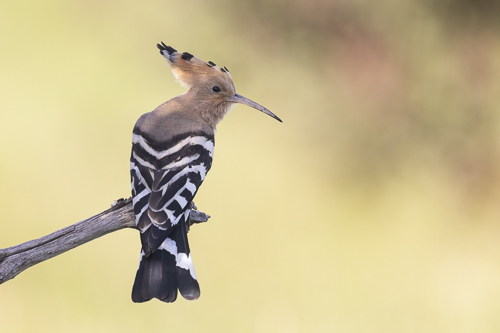 Eurasian Hoopoe