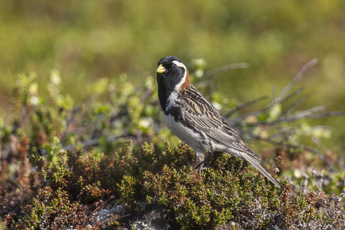 Sparrows, Finches & Buntings