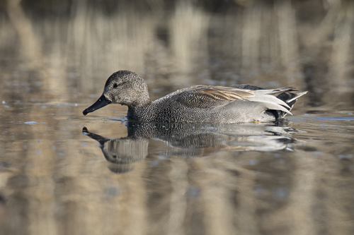 Gadwall