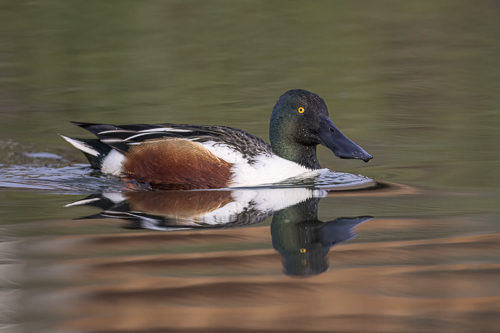 Northern Shoveler