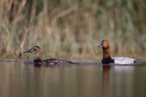 Common Pochard